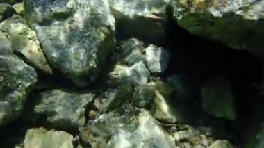 Paslı harman (Parablennius sanguinolentus), Ege Denizi, Yunanistan, Cape Sounio