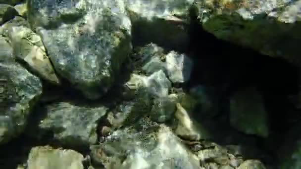 Den Rostiga Blenny Eller Svarta Havet Blenny Parablennius Sanguinolentus Egeiska — Stockvideo