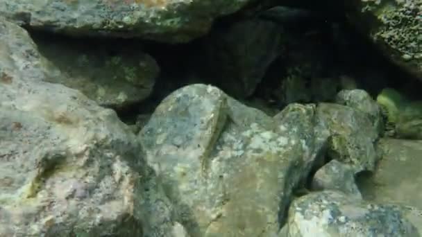 Paslı Harman Parablennius Sanguinolentus Ege Denizi Yunanistan Cape Sounio — Stok video