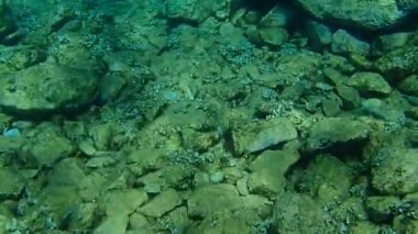 Mermer spinefoot, kıvrımlı tavşan balığı veya papağan balığı (Siganus rivulatus), Ege Denizi, Yunanistan, Hydra