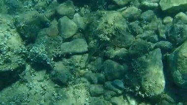 Mermer spinefoot, kıvrımlı tavşan balığı veya papağan balığı (Siganus rivulatus), Ege Denizi, Yunanistan, Hydra