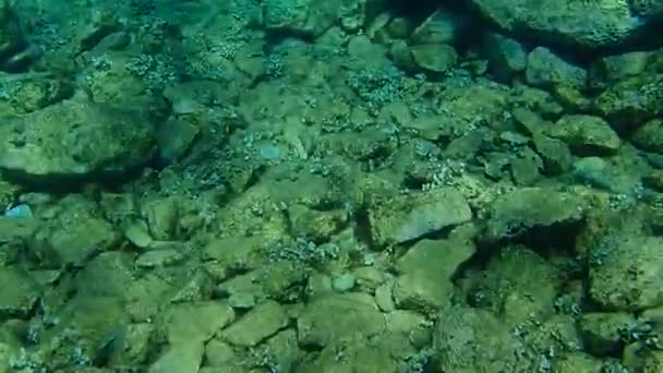 Espinhaço Marmoreado Coelho Comum Peixe Papagaio Siganus Rivulatus Mar Egeu — Vídeo de Stock