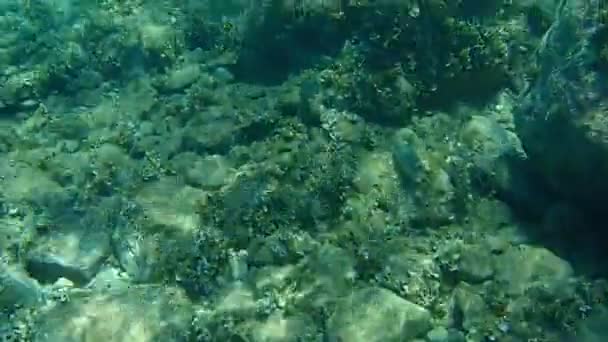 Мраморный Спинной Песок Рыба Кролик Рыба Серфинг Siganus Rivulatus Эгейское — стоковое видео