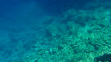 Avrupa ançüezi (Engraulis encrasicolus) ve pompano, derbio veya gümüş balığı (Trachinotus ovatus), Ege Denizi, Yunanistan, Hydra