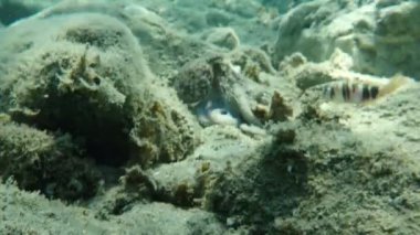 Genel ahtapot (Octopus vulgaris), Ege Denizi, Yunanistan, Halkidiki