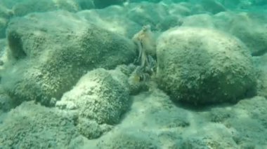 Genel ahtapot (Octopus vulgaris), Ege Denizi, Yunanistan, Halkidiki