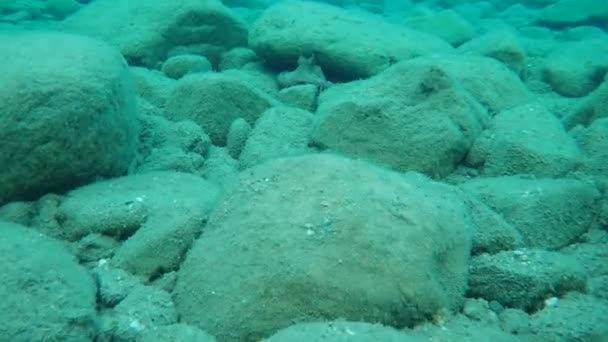 Pulpo Común Octopus Vulgaris Mar Egeo Grecia Halkidiki — Vídeos de Stock