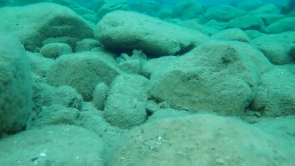 Polvo Comum Octopus Vulgaris Mar Egeu Grécia Halkidiki — Vídeo de Stock