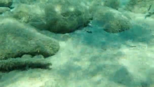 Опус Обыкновенный Habopus Vulgaris Эгейское Море Греция Халкидики — стоковое видео
