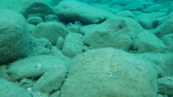 Pulpo Común Octopus Vulgaris Mar Egeo Grecia Halkidiki — Vídeos de Stock