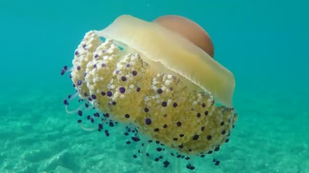 Akdeniz Anası Akdeniz Denizanası Veya Kızarmış Yumurta Denizanası Cotylorhiza Tuberculata — Stok video