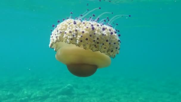 Medusas Mediterrânicas Geleia Mediterrânica Alforrecas Ovos Fritos Cotylorhiza Tuberculata Mar — Vídeo de Stock