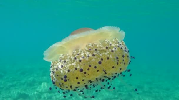 Meduze Mediteraneene Meduze Mediteraneene Sau Meduze Prăjite Cotylorhiza Tuberculata Marea — Videoclip de stoc