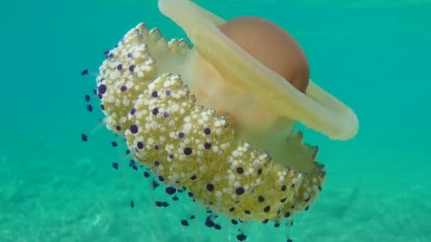 Akdeniz Anası Akdeniz Denizanası Veya Kızarmış Yumurta Denizanası Cotylorhiza Tuberculata — Stok video