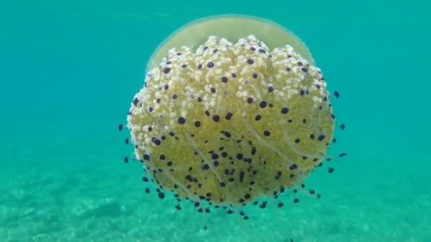 Medusas Mediterráneas Gelatina Mediterránea Medusas Huevo Frito Cotylorhiza Tuberculata Mar — Vídeo de stock