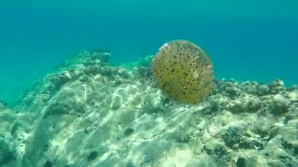 Medusas Mediterráneas Gelatina Mediterránea Medusas Huevo Frito Cotylorhiza Tuberculata Mar — Vídeos de Stock