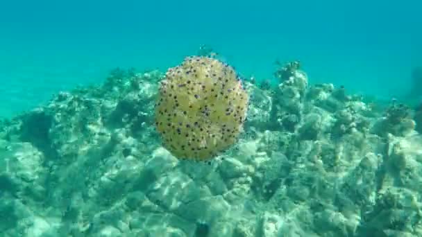 Medusas Mediterráneas Gelatina Mediterránea Medusas Huevo Frito Cotylorhiza Tuberculata Mar — Vídeo de stock