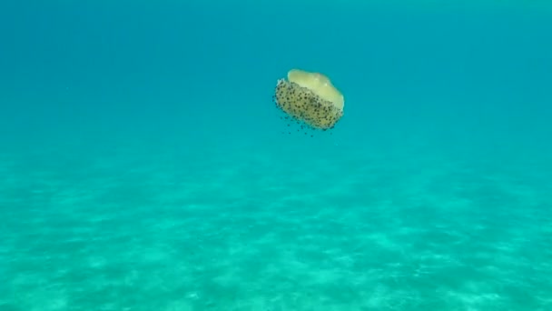 Mediterranean Jellyfish Mediterranean Jelly Fried Egg Jellyfish Cotylorhiza Tuberculata Aegean — Stock Video