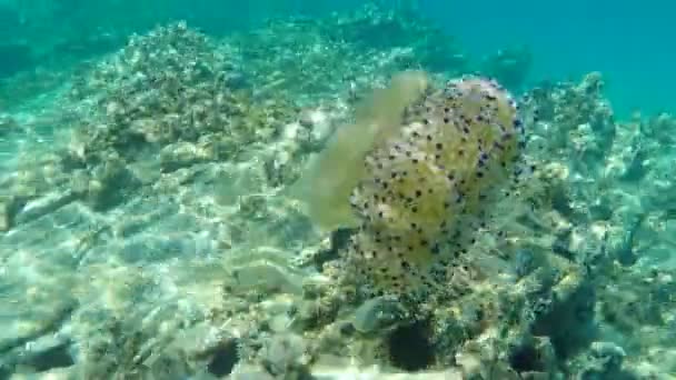 Medusas Mediterráneas Gelatina Mediterránea Medusas Huevo Frito Cotylorhiza Tuberculata Mar — Vídeos de Stock