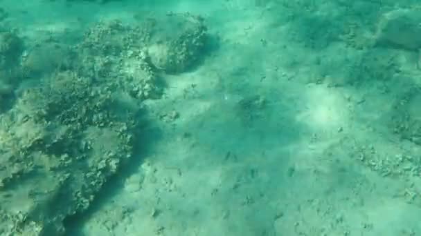 Mero Goldblotch Epinephelus Costae Mar Egeo Grecia Halkidiki — Vídeo de stock