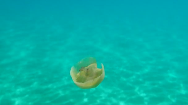 Muy Pocas Medusas Mediterráneas Gelatina Mediterránea Medusas Huevo Frito Cotylorhiza — Vídeos de Stock