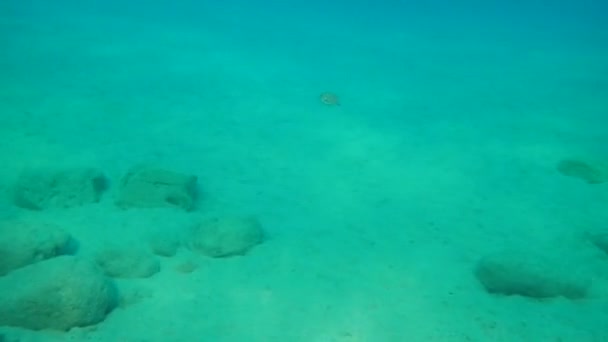 Common Cuttlefish European Common Cuttlefish Sepia Officinalis Aegean Sea Greece — Stock Video