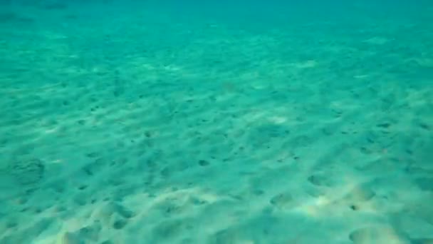 Sépie Obecná Sepia Officinalis Egejské Moře Řecko Halkidiki — Stock video