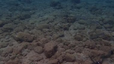 Düz başlı gri kefal, düz başlı kefal, çizgili kefal, siyah kefal, tekir balığı, gri kefal, deniz kefal, kefal (Mugil sefalus), Ege Denizi, Yunanistan, Halkidiki