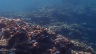 Eyerlenmiş deniz kabuğu, eyerli çipura, oblade (Oblada melanura), Ege Denizi, Yunanistan, Halkidiki