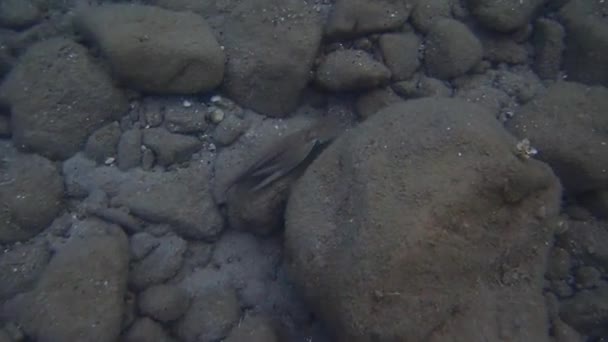 Поширений Восьминіг Octopus Vulgaris Полювання Егейське Море Греція Халкідікі — стокове відео