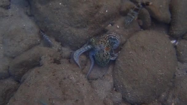 La pieuvre commune (Octopus vulgaris) chasse, Mer Égée, Grèce, Halkidiki 