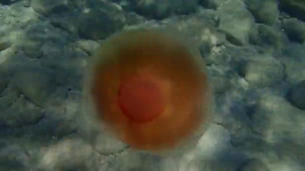 地中海クラゲ 地中海ゼリー 揚げ卵クラゲ Cotylorhiza Tubculata エーゲ海 ギリシャ Halkidiki — ストック動画