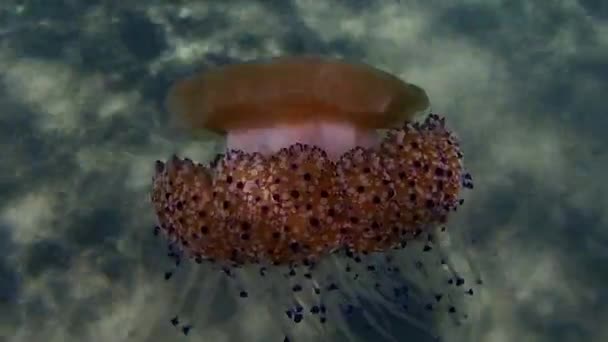 Medusas Mediterrânicas Geleia Mediterrânica Alforrecas Fritas Cotylorhiza Tuberculata Mar Egeu — Vídeo de Stock