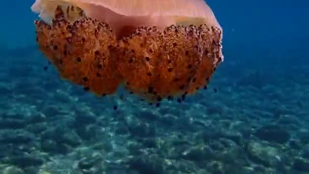 Meduze Mediteraneene Jeleu Mediteranean Meduze Prăjite Cotylorhiza Tuberculata Marea Egee — Videoclip de stoc