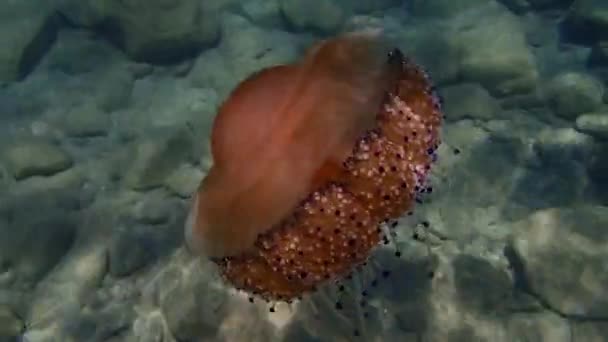 Medúzy Středozemního Moře Medúzy Středozemního Moře Medúzy Smažených Vajec Cotylorhiza — Stock video