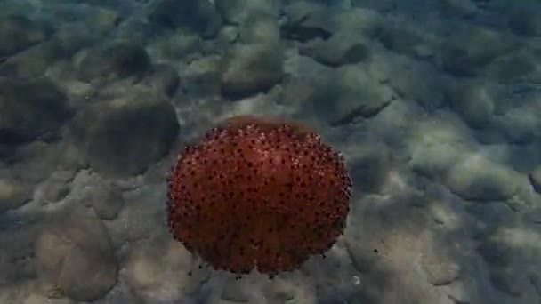 Meduze Mediteraneene Jeleu Mediteranean Meduze Prăjite Cotylorhiza Tuberculata Marea Egee — Videoclip de stoc