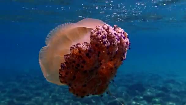Medúzy Středozemního Moře Medúzy Středozemního Moře Medúzy Smažených Vajec Cotylorhiza — Stock video