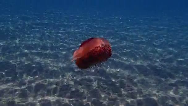 Mediterranean Jellyfish Mediterranean Jelly Fried Egg Jellyfish Cotylorhiza Tuberculata Aegean — Stock Video