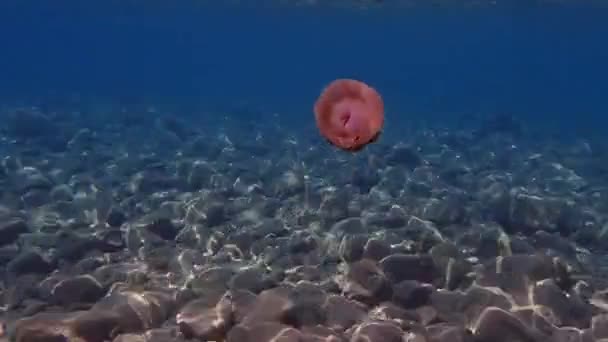 Meduze Mediteraneene Jeleu Mediteranean Meduze Prăjite Cotylorhiza Tuberculata Marea Egee — Videoclip de stoc