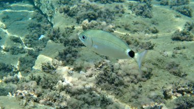 Eyerlenmiş deniz kabuğu, eyerli çipura veya oblade (Oblada melanura), Ege Denizi, Yunanistan, Halkidiki