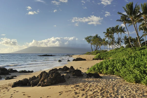 Tropikal beach Maui