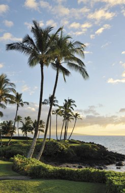 gün batımı ve palmiye ağaçları