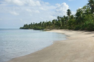  Palmiye ağaçları, Samana, Dominik Cumhuriyeti ile güzel doğal tropikal plaj                              