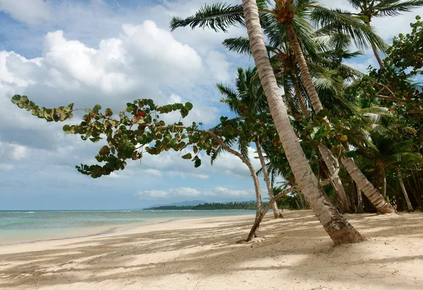 Palmiye Ağaçları Samana Dominik Cumhuriyeti Ile Güzel Doğal Tropikal Plaj — Stok fotoğraf