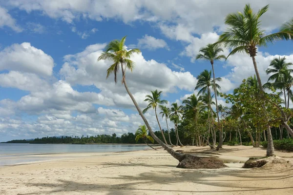 Bella Spiaggia Tropicale Naturale Con Palme Samana Repubblica Dominicana — Foto Stock