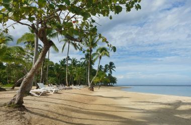   Palmiye ağaçları, Samana, Dominik Cumhuriyeti ile güzel tropikal plaj                             