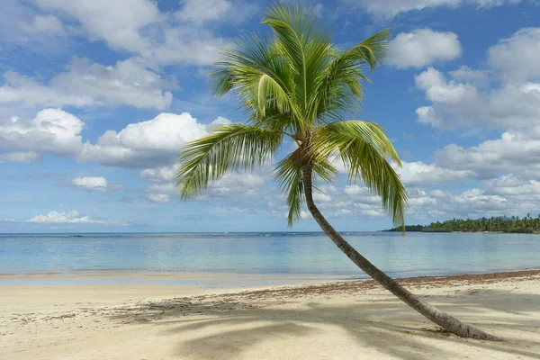 Bella Spiaggia Tropicale Con Palma Samana Repubblica Dominicana — Foto Stock