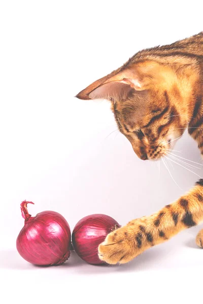 Gato de Bengala y cebollas rojas. Culinario entre bastidores . — Foto de Stock