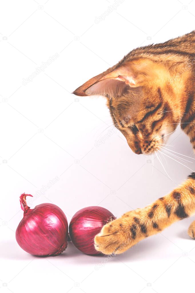 Bengal cat and red onions. Culinary backstage.