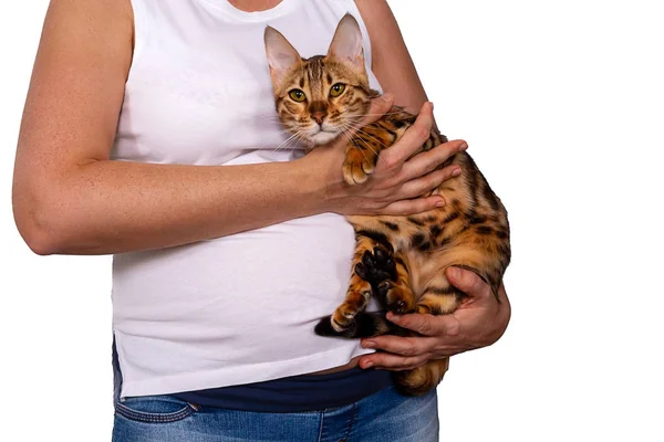 Mujer embarazada sosteniendo gato. Aislado sobre blanco . — Foto de Stock